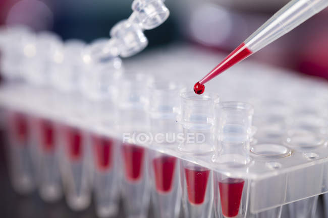 Primer plano de la muestra de sangre pipeteada en tubos de microcentrifugación
. - foto de stock