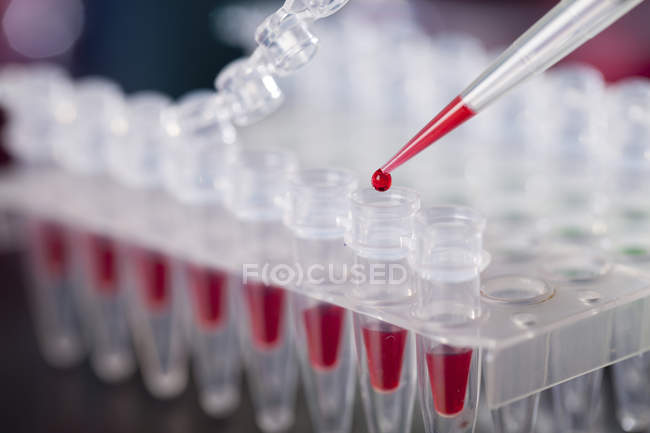 Gros plan de la pipette d'échantillon de sang dans des tubes de microcentrifugeuse . — Photo de stock