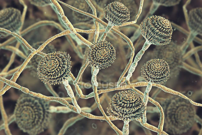 Ilustración de cuerpos fructíferos e hifas de hongos Aspergillus fumigatus . - foto de stock