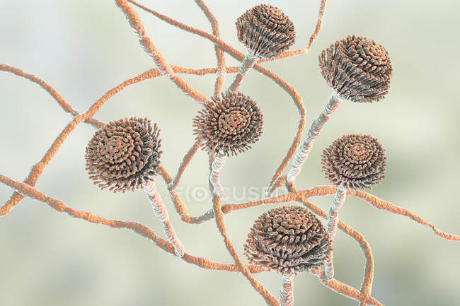 Illustrazione dei corpi fruttiferi e delle ife del fungo Aspergillus fumigatus . — Foto stock