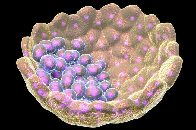 Blastozysten-Hohlkugel aus Zellen mit Flüssigkeit, digitale Illustration. — Stockfoto