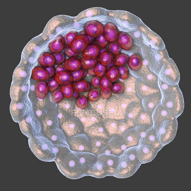 Пустой шар клеток бластоцисты с жидкостью, цифровая иллюстрация . — стоковое фото