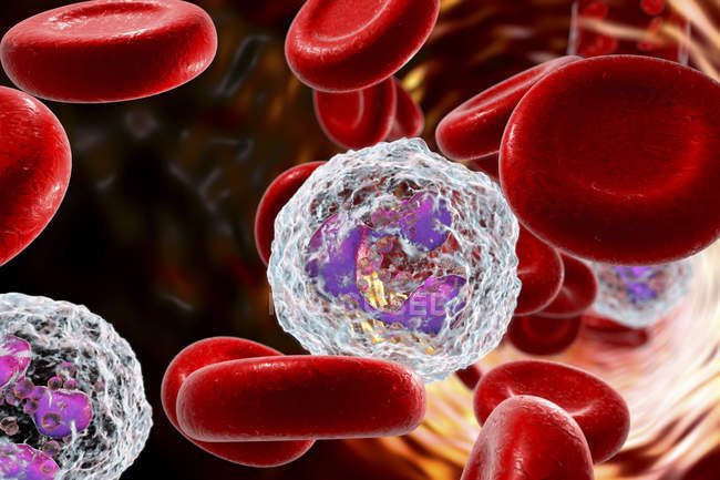 Glóbulos blancos neutrófilos en la sangre, ilustraciones digitales . - foto de stock