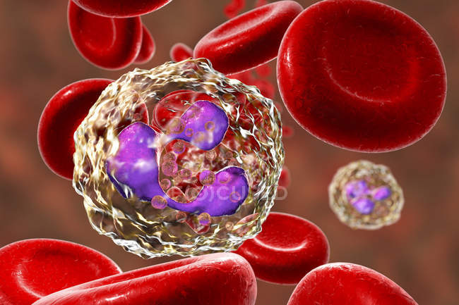 Glóbulos blancos neutrófilos en la sangre, ilustraciones digitales
. - foto de stock