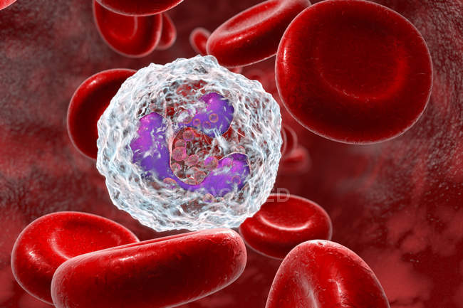 Glóbulos blancos neutrófilos en la sangre, ilustraciones digitales
. - foto de stock