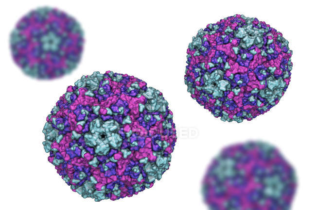 Coxsackievirus particelle rotonde, illustrazione digitale
. — Foto stock