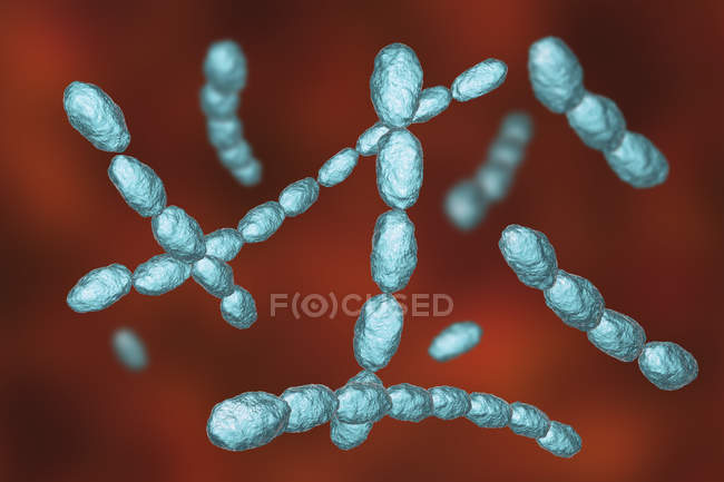 Hemophilus ducreyi bacteria, ilustración digital . - foto de stock