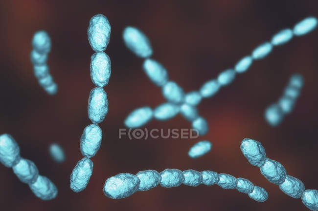 Bactéries Haemophilus ducreyi, illustration numérique . — Photo de stock