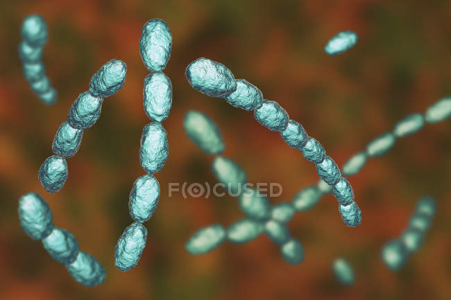 Hämophilus ducreyi Bakterien, digitale Illustration. — Stockfoto