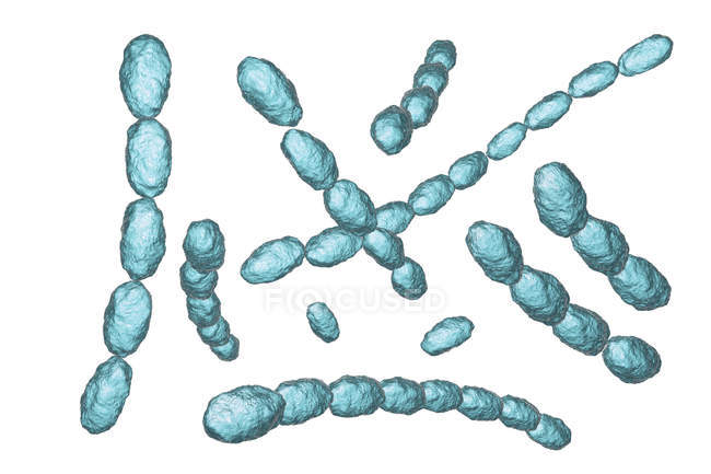 Bactéries Haemophilus ducreyi, illustration numérique . — Photo de stock