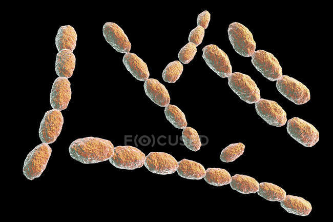 Hemophilus ducreyi bacteria, ilustración digital . - foto de stock