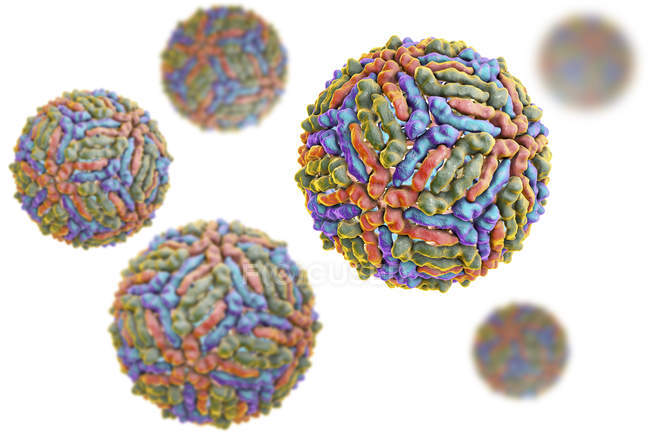 Partículas del virus del Nilo Occidental, ilustración digital . - foto de stock
