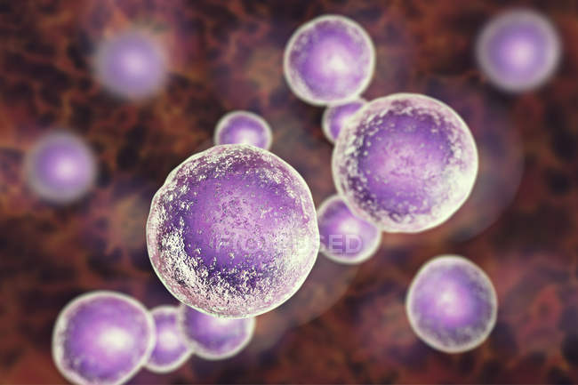 Cellule staminali embrionali umane colorate, illustrazione digitale . — Foto stock