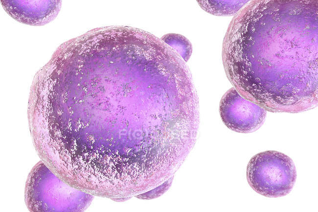 Cellule staminali embrionali umane colorate, illustrazione digitale . — Foto stock