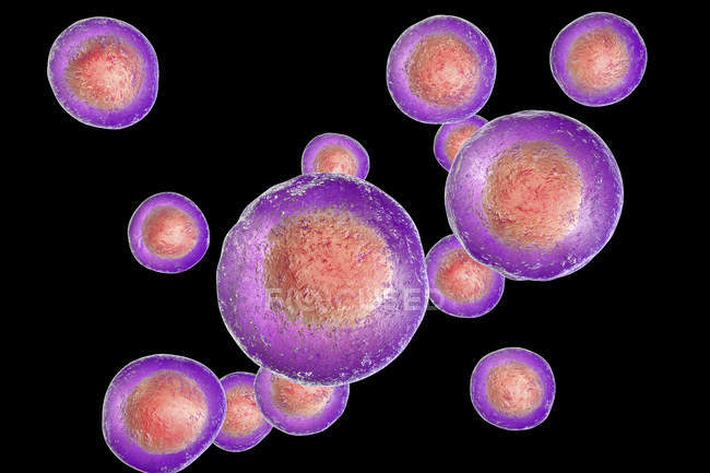 Células madre embrionarias humanas coloreadas, ilustración digital . - foto de stock