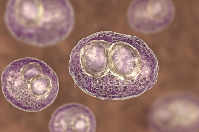 Création numérique de cellules humaines présentant un symptôme de maladie d'inclusion cytomégalique associé à une infection par le cytomégalovirus
. — Photo de stock