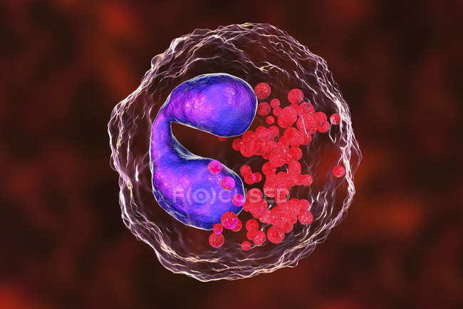 Ilustración de glóbulos blancos eosinófilos con núcleos lobulados púrpura
. - foto de stock