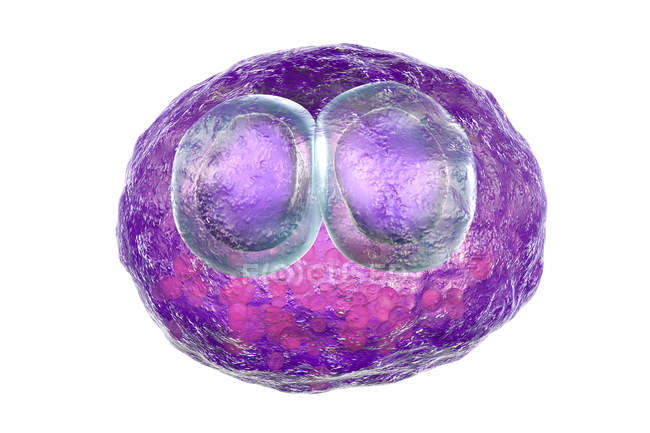 Digitales Kunstwerk menschlicher Zelle mit zytomegalischer Einschlusskrankheit Symptom einer Zytomegalievirus-Infektion. — Stockfoto