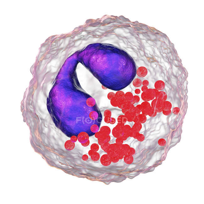 Illustration de globules blancs éosinophiles à noyaux lobés violets . — Photo de stock