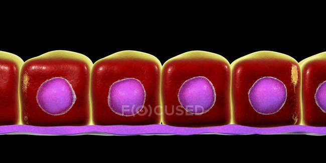 Simple cuboidal epithelium, digital illustration. — Stock Photo