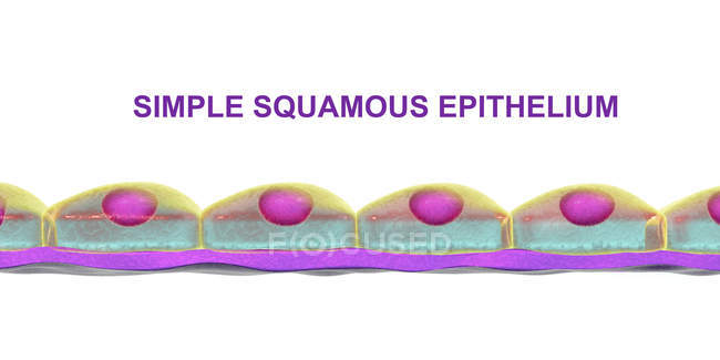 Simple squamous epithelium, digital illustration. — Stock Photo