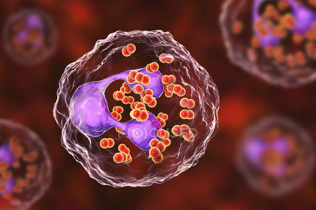 Illustration numérique des bactéries Neisseria gonorrhoeae à l'intérieur des cellules sanguines neutrophiles
. — Photo de stock