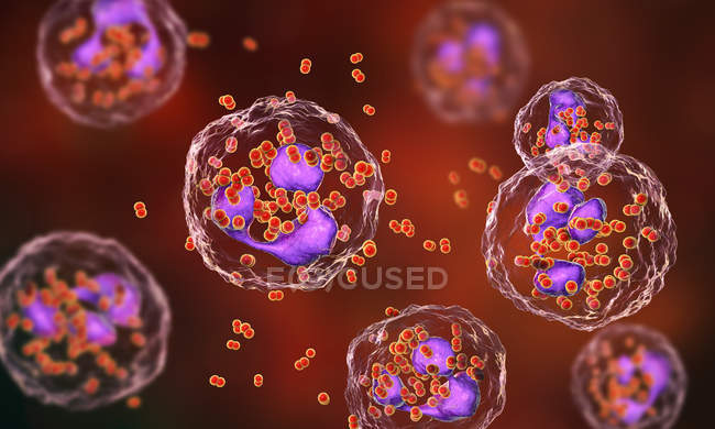 Ilustración digital de la bacteria Neisseria gonorrhoeae dentro de las células sanguíneas de neutrófilos
. - foto de stock