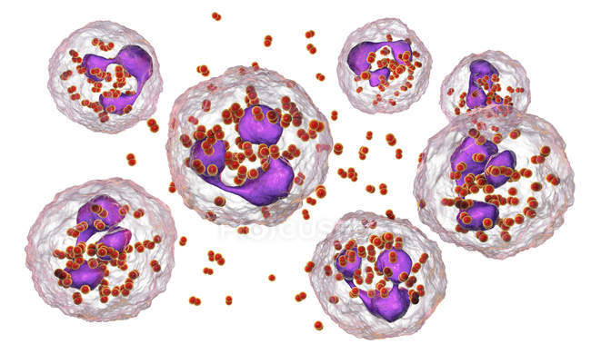 Digital illustration of Neisseria gonorrhoeae bacteria inside neutrophil blood cells. — Stock Photo