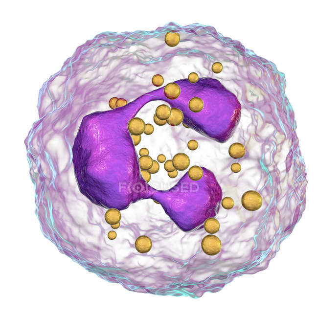 Structure des globules blancs neutrophiles, illustration numérique . — Photo de stock