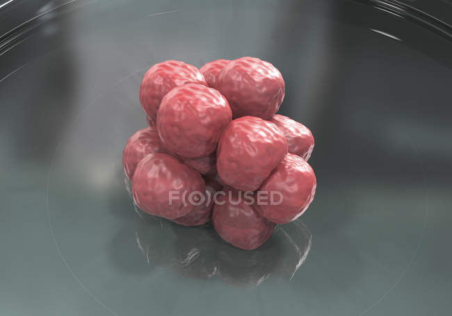 Konzeptionelle digitale Illustration der künstlichen Befruchtung mit Blastozyste in Petrischale. — Stockfoto