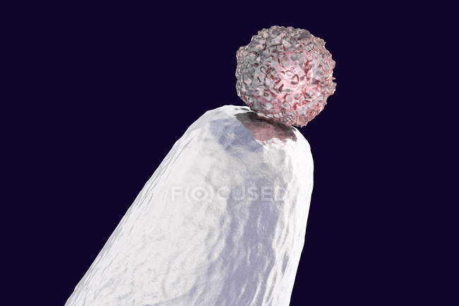Human embryonic stem cell on pin tip, conceptual digital artwork. — Stock Photo