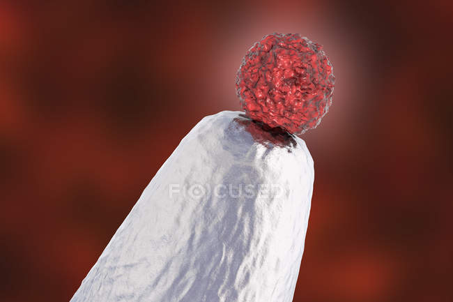 Menschliche embryonale Stammzelle auf Nadelspitze, konzeptionelle digitale Kunstwerke. — Stockfoto