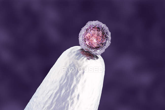 Эмбриональные стволовые клетки человека на кончике штифта, концептуальные цифровые произведения искусства
. — стоковое фото