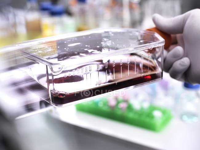 Nahaufnahme der Hand eines Zellbiologen mit einem Kolben mit Stammzellen, die in rotem Wachstumsmedium kultiviert wurden. — Stockfoto