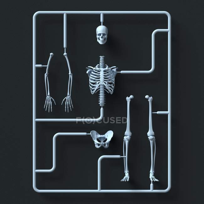 Modello kit scheletro su sfondo nero, illustrazione . — Foto stock