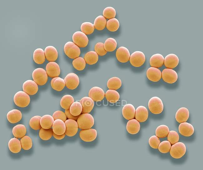 Сем мікрофотографія бактерій золотистого стафілокока кольорова. — стокове фото