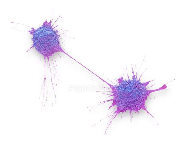 Teilung von Prostatakrebszellen, farbige Rasterelektronenmikroskopie. — Stockfoto