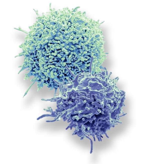 Micrographie électronique à balayage coloré des lymphocytes T au repos à partir d'un échantillon de sang humain . — Photo de stock