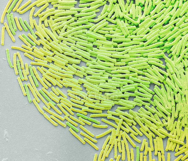 Бактериальная колония Bacillus megaterium, цветной сканирующий электронный микрограф
. — стоковое фото