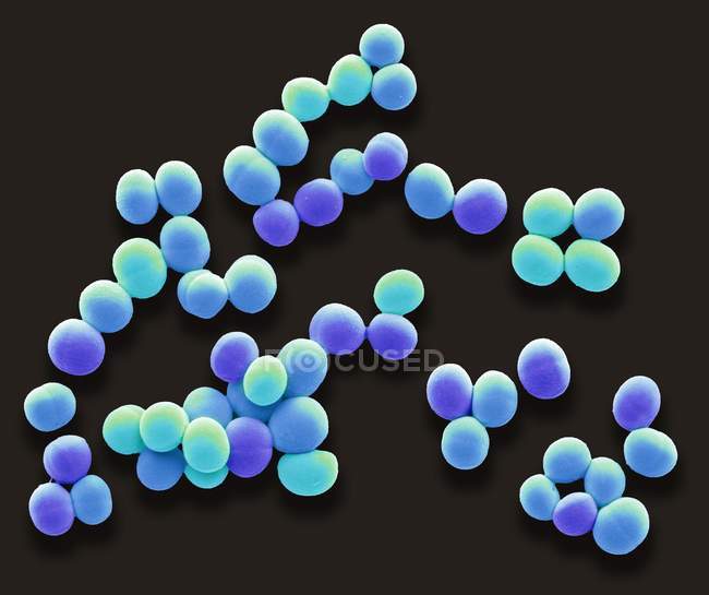 Micrógrafo electrónico de barrido coloreado de bacterias Staphylococcus aureus . - foto de stock