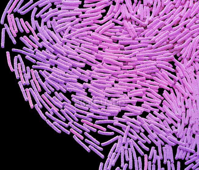 Bacillus megaterium бактеріальних колонії, кольорові сканування електронна мікрофотографія. — стокове фото