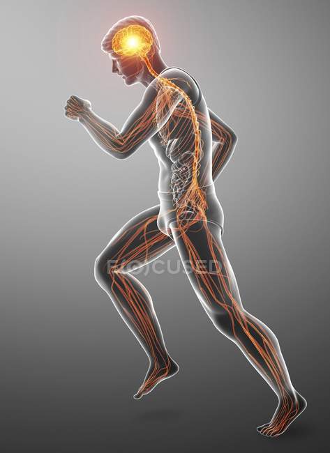 Running male silhouette with glowing nervous system, digital illustration. — Stock Photo