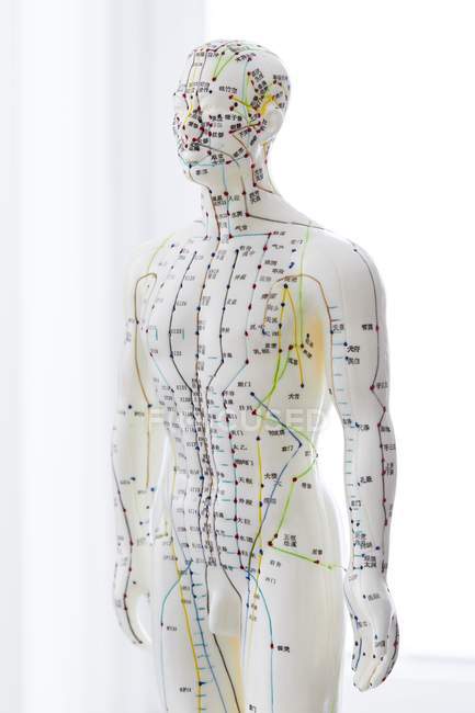 Modelo de acupuntura con acupuntura y caracteres chinos, plano de estudio - foto de stock
