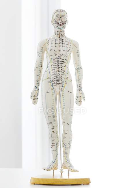Acupuncture model with acupoints and chinese characters, studio shot — Stock Photo
