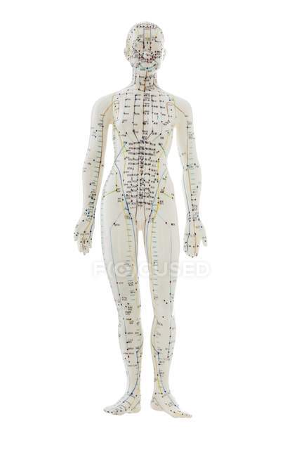 Acupuncture model with acupoints against white background. — Stock Photo