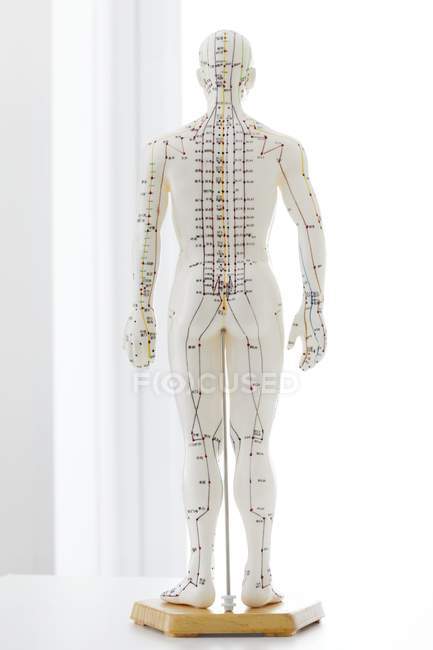 Acupuncture model with acupoints and chinese characters, studio shot — Stock Photo