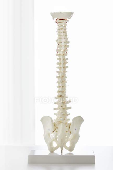 Modelo anatómico de huesos de la columna vertebral humana en rack en interiores . - foto de stock