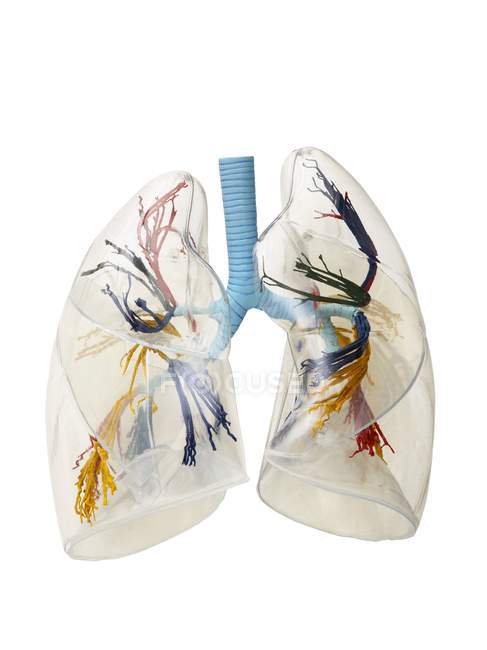 Digital three dimensional illustration of human lungs. — Stock Photo