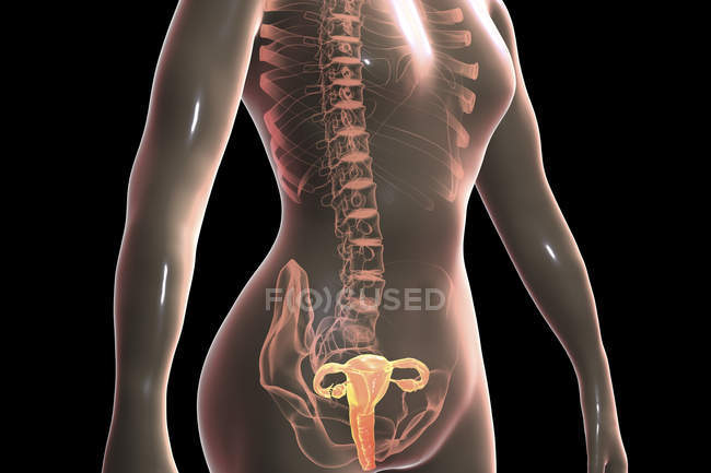 Silhueta feminina com sistema reprodutivo destacado, ilustração digital . — Fotografia de Stock