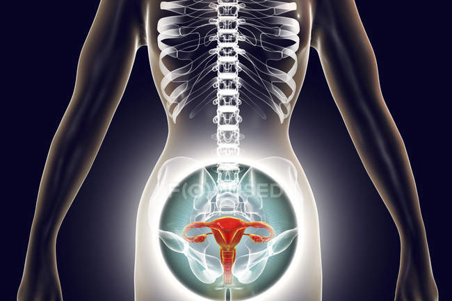 Silueta femenina con sistema reproductivo resaltado, ilustración digital . - foto de stock